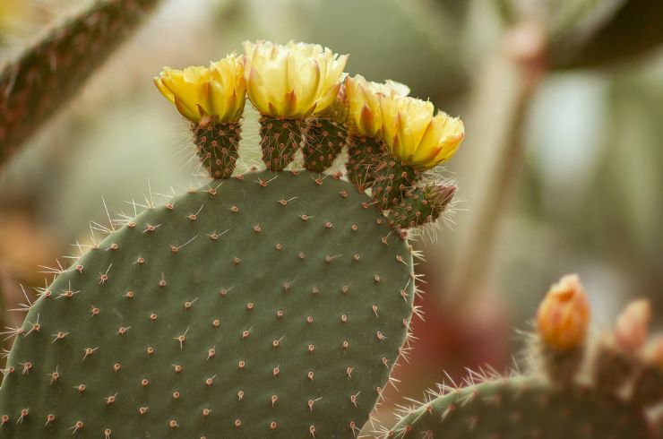 Viva La Siesta Themenbild: Grüner Kaktus mit kleinen gelben Blüten, Nahaufnahme.