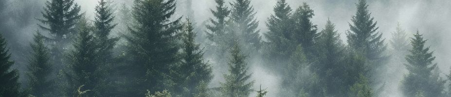 Moodbild Natural Retreat - nebeliger Wald