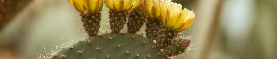 Viva La Siesta Themenbild: Grüner Kaktus mit kleinen gelben Blüten, Nahaufnahme.